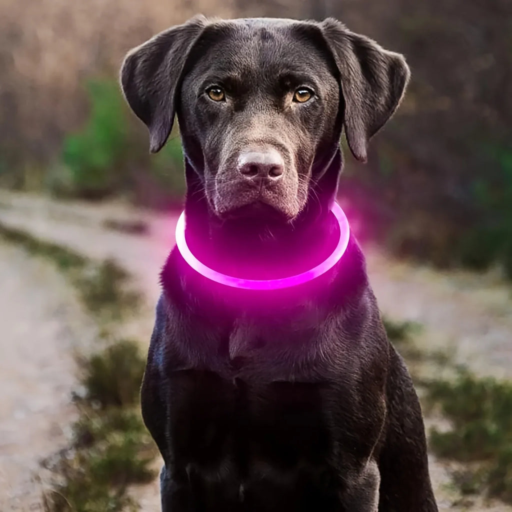 Ultra-Bright LED Night Safety Dog Collar